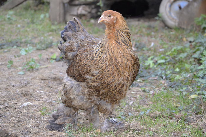 _DSC0624 - BRAHMA POTARNICHIU 2014