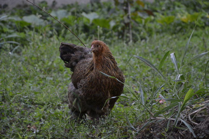 _DSC0633 - BRAHMA POTARNICHIU 2014