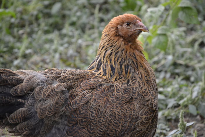 _DSC0687 - BRAHMA POTARNICHIU 2014