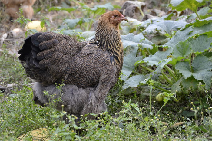 _DSC0893 - BRAHMA POTARNICHIU 2014