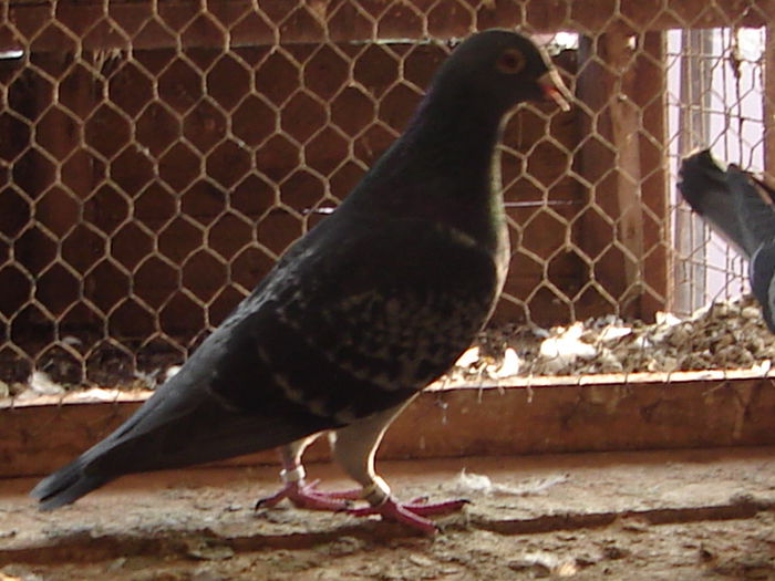 F 50%BROCKAMP x 50%CARTEUS 150 lei