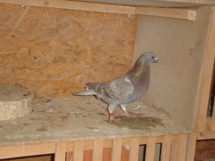 M fiu din Rosia 2010 lui Bortoi Codrut 2 Expozitii la mare fond cu norme de la viteza pana la mare f