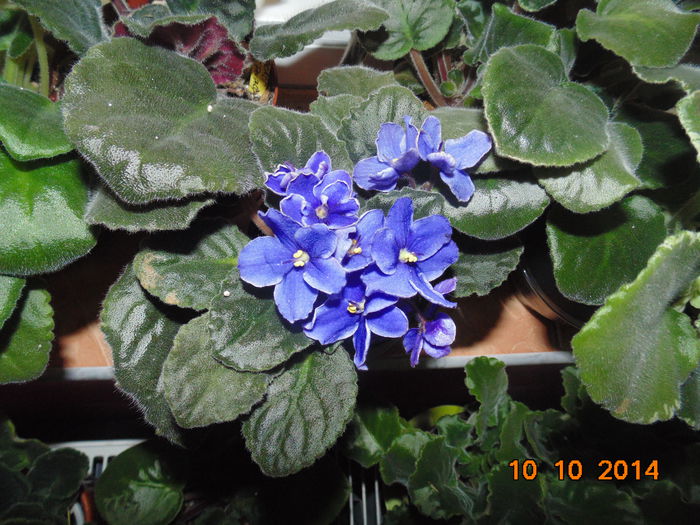 DSC05611 - Florile mele 2