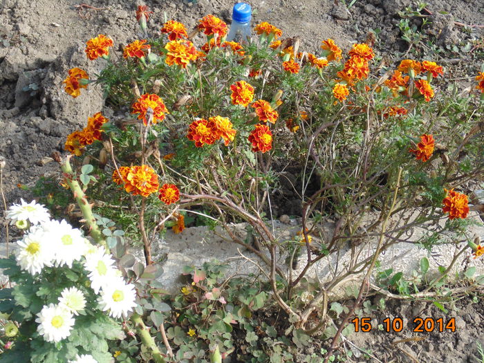 DSC05643 - Florile mele 2