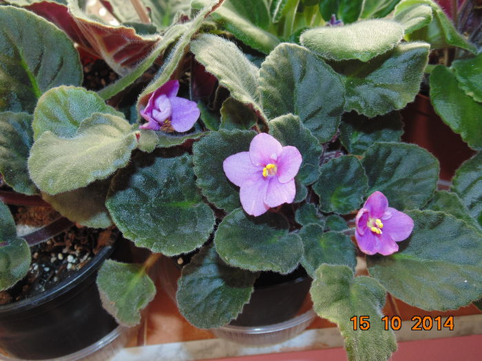 DSC05661 - Florile mele 2