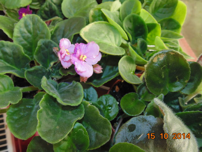 DSC05663 - Florile mele 2