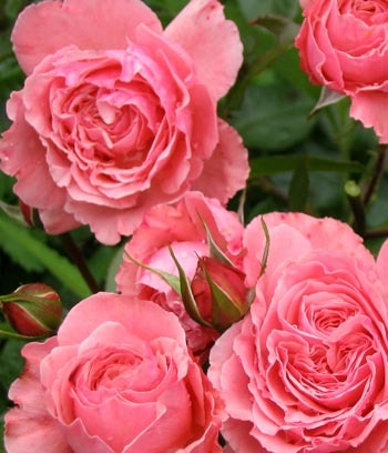 roses pink 1