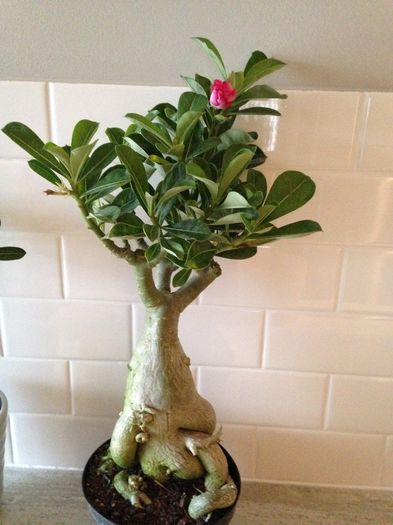 04 nov. 2014 - Adenium2014