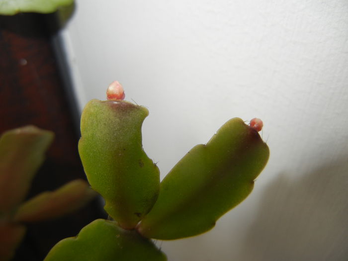 Pink Schlumbergera (2014, November 04) - Schlumbergera Pink