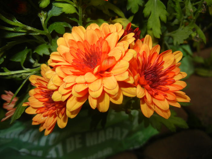 Orange Chrysanthemum (2014, Nov.02)