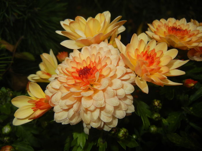 Orange Chrysanthemum (2014, Nov.02) - Orange Chrysanthemum