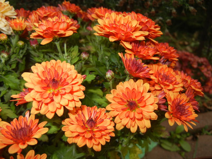 Orange Chrysanthemum (2014, Nov.02) - Orange Chrysanthemum