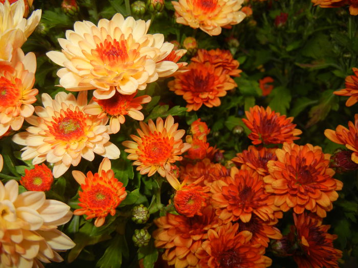 Orange Chrysanthemum (2014, Nov.02)