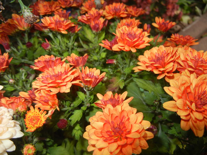 Orange Chrysanthemum (2014, Nov.02) - Orange Chrysanthemum