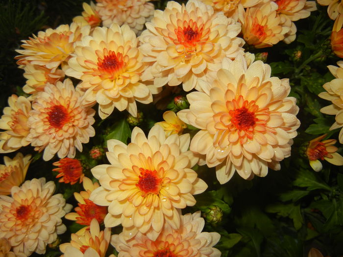 Orange Chrysanthemum (2014, Nov.02) - Orange Chrysanthemum