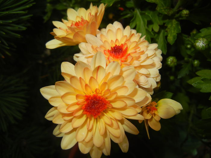 Orange Chrysanthemum (2014, Nov.02) - Orange Chrysanthemum