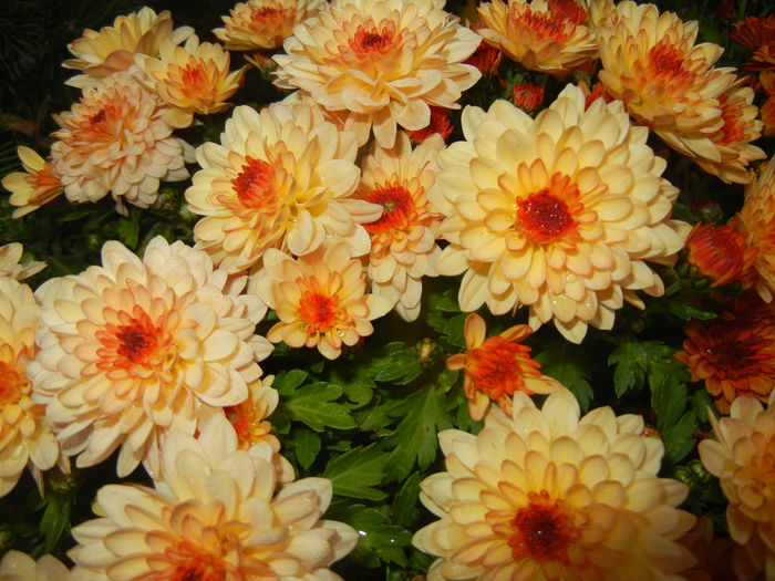 Orange Chrysanthemum (2014, Nov.02) - Orange Chrysanthemum