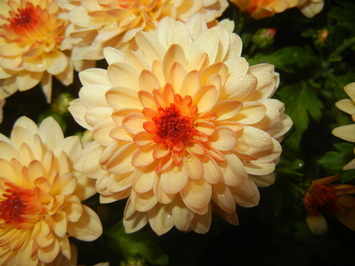 Orange Chrysanthemum (2014, Nov.02) - Orange Chrysanthemum