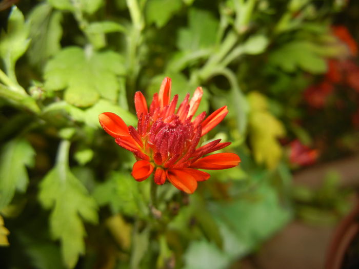 Orange Chrysanthemum (2014, Nov.02)