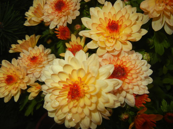 Orange Chrysanthemum (2014, Nov.02) - Orange Chrysanthemum