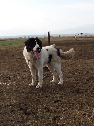 20141101_100404 - ciobanesc de bucovina - Calimani - Vandut