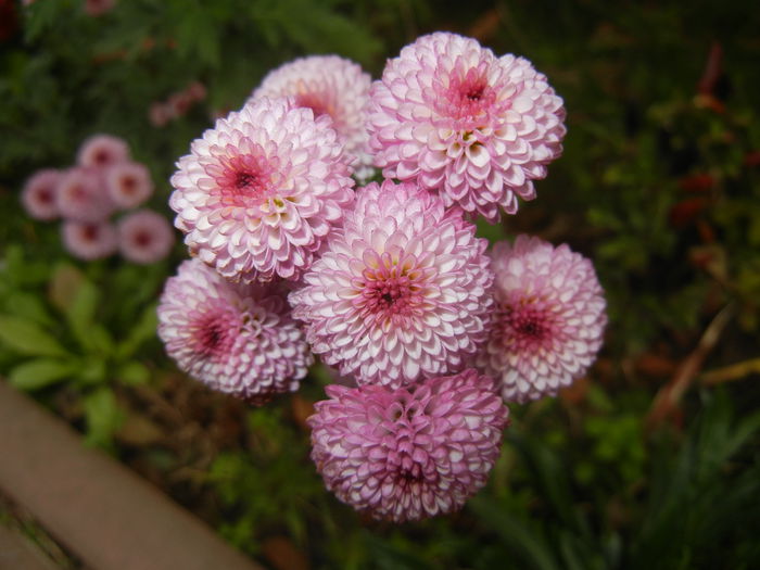 Chrysanth Bellissima (2014, Nov.02)