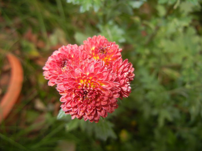 Chrysanth Bellissima (2014, Nov.02)