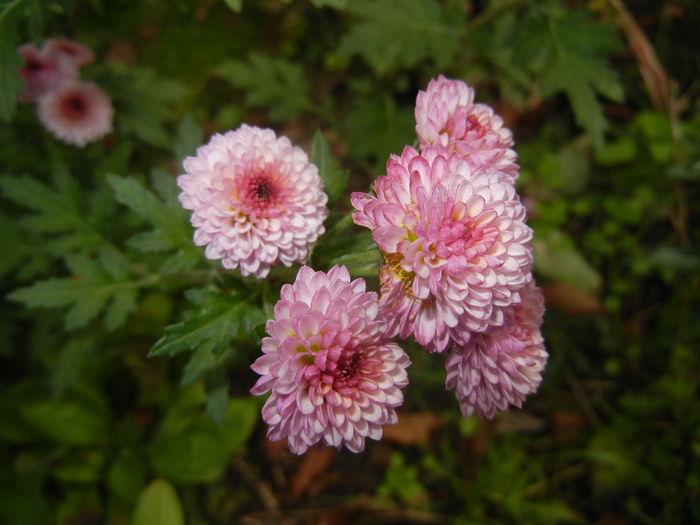 Chrysanth Bellissima (2014, Nov.02)