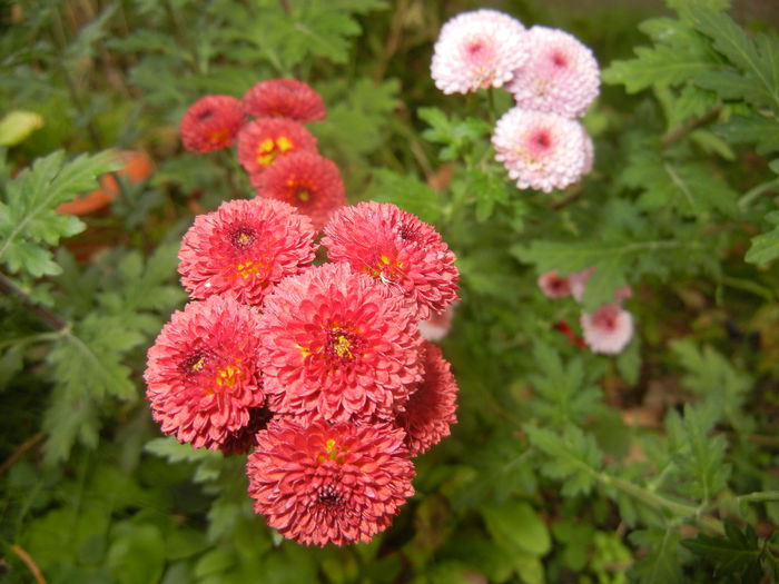 Chrysanth Bellissima (2014, Nov.02) - Chrysanth Bellissima