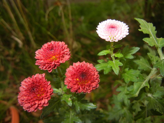 Chrysanth Bellissima (2014, Nov.02)