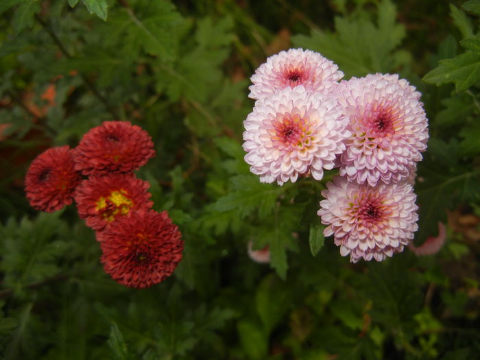 Chrysanth Bellissima (2014, Nov.02)