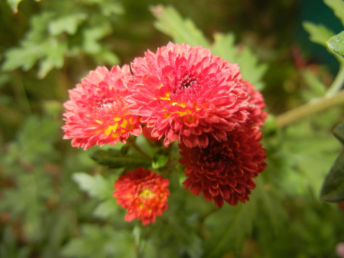 Chrysanth Bellissima (2014, Nov.02)