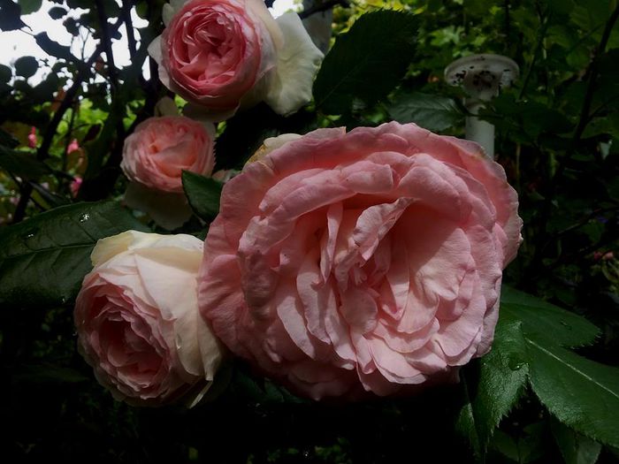  - Trandafiri englezesti