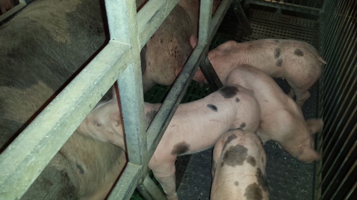 Purcei Pietrain  4 sapt tura 3 047