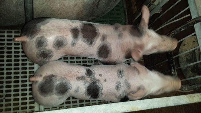 Purcei Pietrain  4 sapt tura 3 051