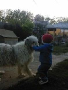 MYRA; PUIUL LUI MARA -A murit anul asta 2014 in luna august ,la 11 ani dupa o luna dupa ce a murit mama ei Mara . oare sa o fi chemat-o langa ea ....???A FOST UN CAINE EXCELENT
