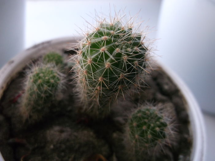 05 nov 2014 - Cactusi Echinopsis Trichocereus