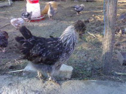 98838413_OAYGODF - 3- Pui de gaina