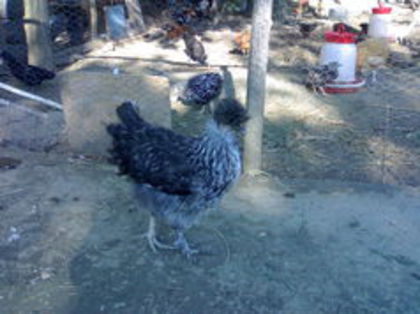 98838416_CJMGXIT - 3- Pui de gaina