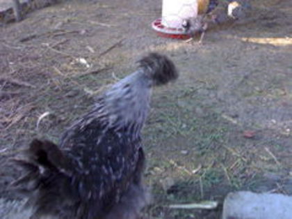 98838418_TBSTEEH - 3- Pui de gaina