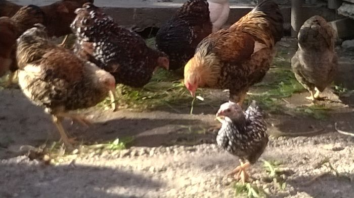 WP_20141105_014; Intarziatul
