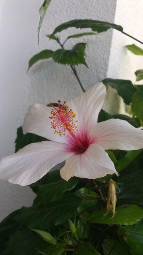 Natal - Hibiscusi