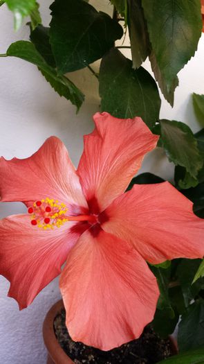 Cairo Red - Hibiscusi