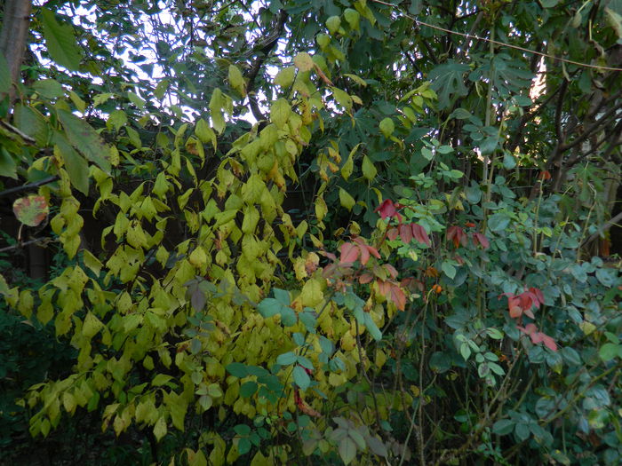 DSCN2550