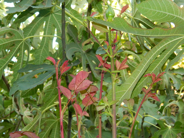 DSCN2558