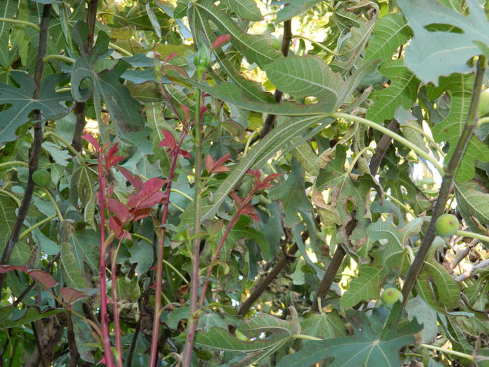 DSCN2559