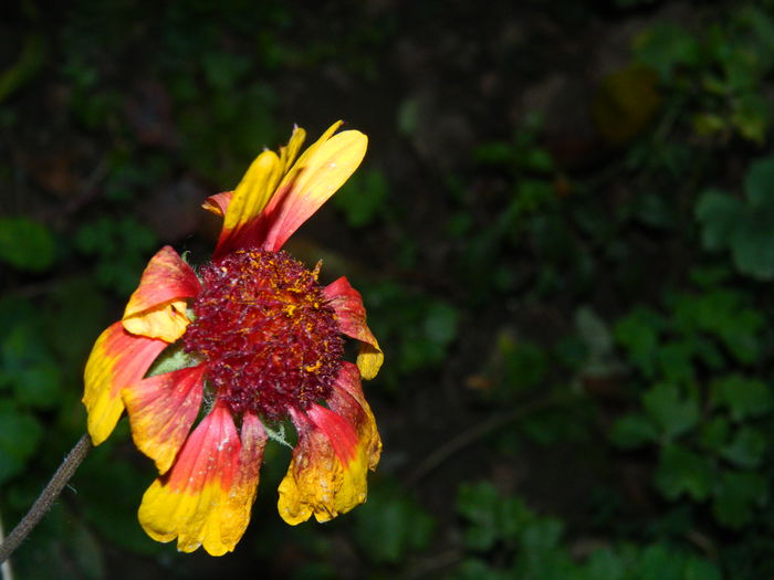 DSCN2564