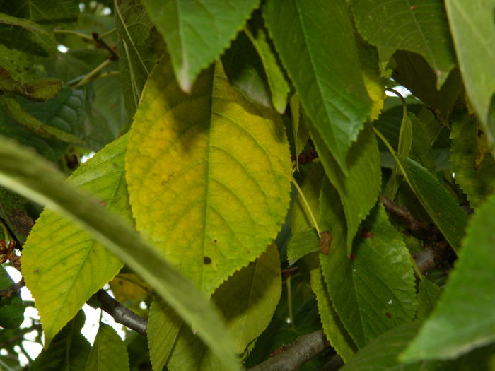 DSCN2596