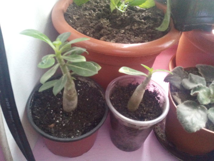 IMG_20141105_151828 - florile mele