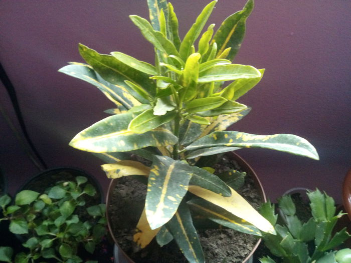 IMG_20141105_151801 - florile mele